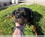 Small Photo #7 Rottweiler-Unknown Mix Puppy For Sale in Rockwall, TX, USA