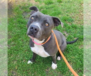 American Pit Bull Terrier Dogs for adoption in Long Beach, CA, USA