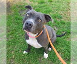 Small American Pit Bull Terrier