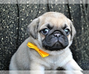 Pug Puppy for sale in MINNEAPOLIS, MN, USA