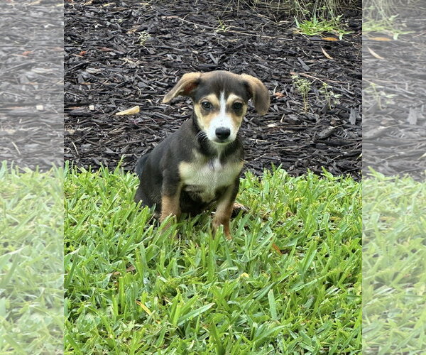 Medium Photo #4 Dachshund-Unknown Mix Puppy For Sale in Royal Palm Beach, FL, USA