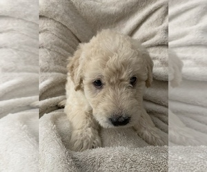Australian Labradoodle Puppy for sale in VACAVILLE, CA, USA