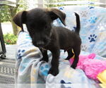 Small #1 Jack-A-Poo