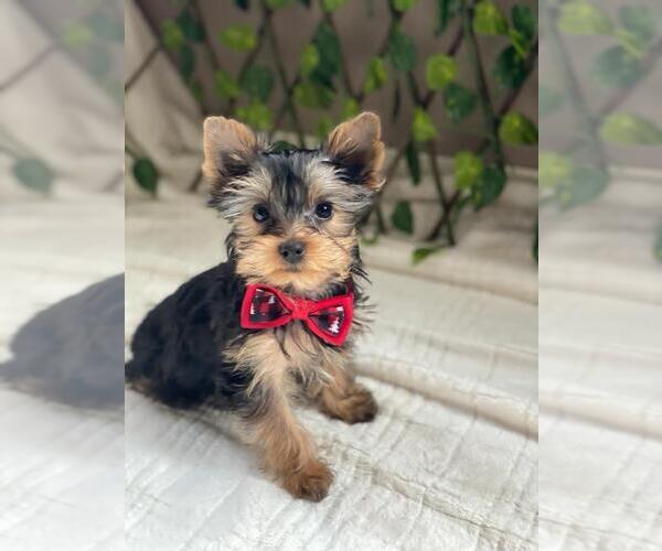 Medium Photo #1 Yorkshire Terrier Puppy For Sale in PALO ALTO, CA, USA