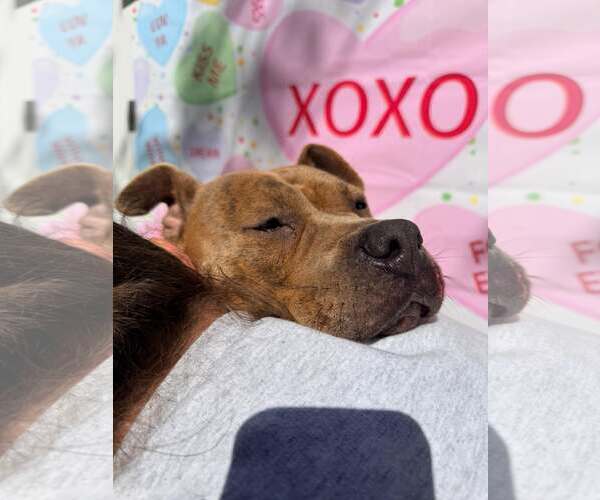 Medium Photo #9 Staffordshire Bull Terrier-Unknown Mix Puppy For Sale in Pompano Beach , FL, USA