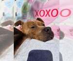 Small #8 Staffordshire Bull Terrier Mix