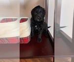 Small Photo #51 Golden Mountain Doodle  Puppy For Sale in REYNOLDSBURG, OH, USA