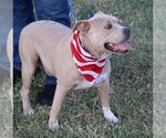 Small #3 American Pit Bull Terrier Mix