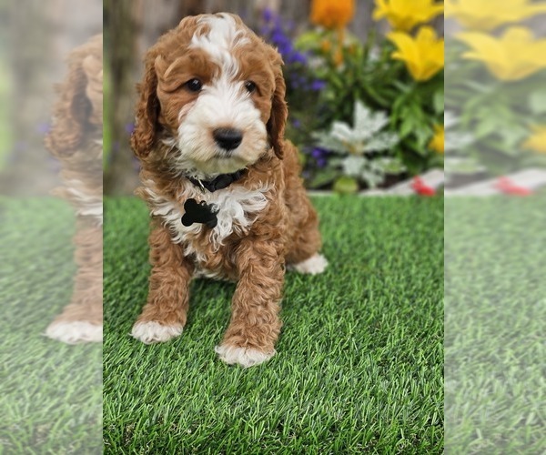 Medium Photo #3 Goldendoodle (Miniature) Puppy For Sale in INDIANAPOLIS, IN, USA