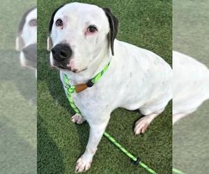 Labrador Retriever Dogs for adoption in Houston, TX, USA