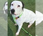 TRACE - Male Labrador Retriever Dog for Adoption - Small photo