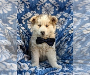 Alaskan Husky-Pomsky Mix Puppy for sale in QUARRYVILLE, PA, USA