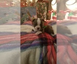 Small #8 Boston Terrier