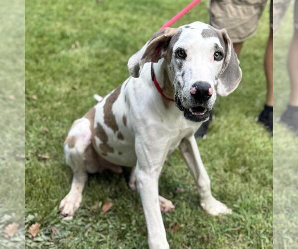 Medium Photo #2 Great Dane-Unknown Mix Puppy For Sale in Yardley, PA, USA