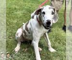 Small #1 Great Dane Mix