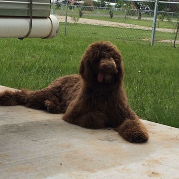 Medium Photo #1 Poodle (Standard) Puppy For Sale in VAN, TX, USA