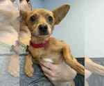 Small Photo #4 Chihuahua-Unknown Mix Puppy For Sale in Holly Springs, NC, USA