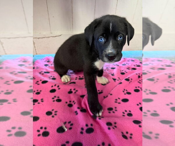 Medium Photo #1 Great Dane Puppy For Sale in Bullard, TX, USA