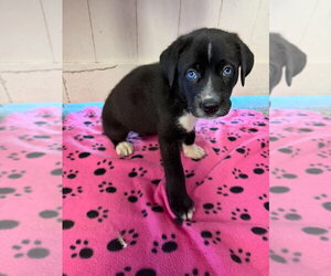 Great Dane Dogs for adoption in Bullard, TX, USA