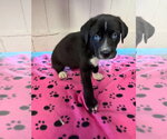 Penelope (orange) - Rose litter - Female Great Dane Dog for Adoption - Small photo