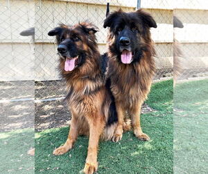 Mabel - Female German Shepherd Dog Dog for Adoption - Photo #4