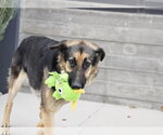 Small #14 German Shepherd Dog