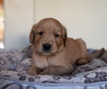 Image preview for Ad Listing. Nickname: Litter of 8