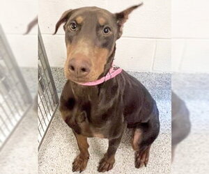 Doberman Pinscher Dogs for adoption in Houston, TX, USA