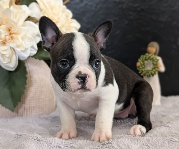Medium Photo #57 Boston Terrier Puppy For Sale in GOSHEN, IN, USA