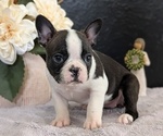 Small Photo #57 Boston Terrier Puppy For Sale in GOSHEN, IN, USA
