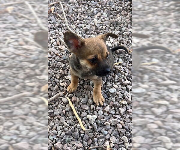 Medium Photo #2 Chihuahua-Unknown Mix Puppy For Sale in Williamsburg, NM, USA