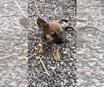 Small #1 Chihuahua Mix