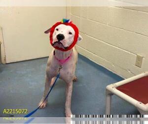 American Pit Bull Terrier Dogs for adoption in West Palm Beach, FL, USA