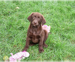 Mirabel - Female Labrador Retriever Puppy for Sale - Photo #3