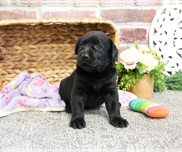 Medium Photo #1 Labrador Retriever Puppy For Sale in SYRACUSE, IN, USA