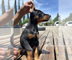 Doberman Pinscher Puppy for Sale in CERES, California USA