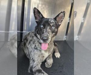 Mutt Dogs for adoption in San Antonio, TX, USA