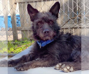 Mutt Dogs for adoption in Brooklyn Center, MN, USA