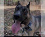 Small #1 German Shepherd Dog Mix