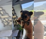Small Photo #11 Yorkshire Terrier Puppy For Sale in LINCOLN CITY, OR, USA
