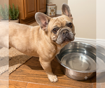 Small French Bulldog