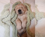 Small Photo #23 Golden Retriever Puppy For Sale in RICHMOND, TX, USA