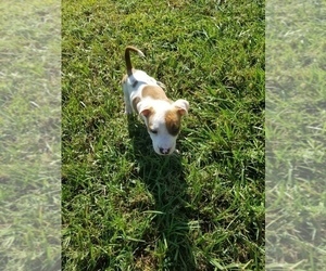  Puppy for sale in GRAND ISLAND, FL, USA