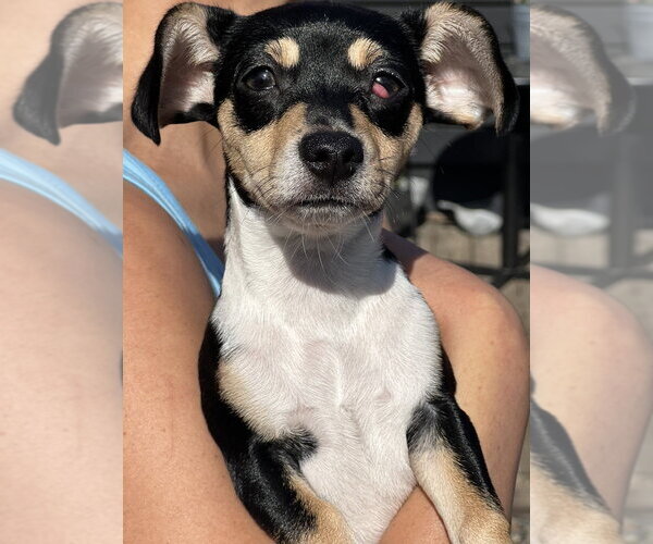 Medium Photo #4 Chiweenie Puppy For Sale in Dana Point, CA, USA