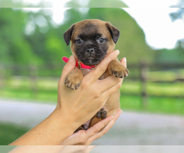 Medium Photo #2 Jug Puppy For Sale in LIBERTY, KY, USA