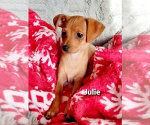 Fox Terrier (Smooth)-Miniature Pinscher Mix Puppy for sale in HAMBURG, PA, USA