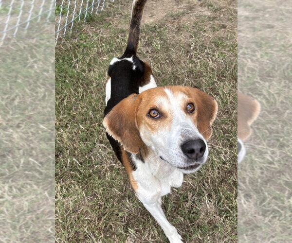 Medium Photo #1 Mutt Puppy For Sale in Glen Allen, VA, USA