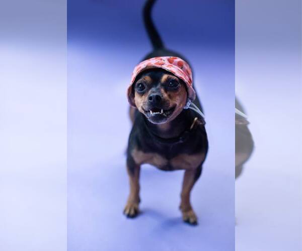 Medium Photo #14 Chihuahua Puppy For Sale in Sandy, UT, USA