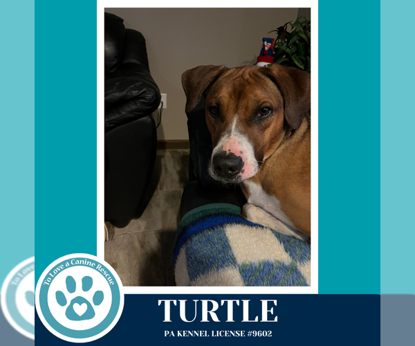 Medium Photo #2 Boxer-Unknown Mix Puppy For Sale in Kimberton, PA, USA