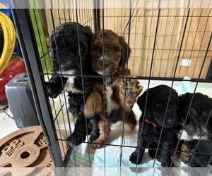 Goldendoodle Puppy for sale in ONEILL, NE, USA